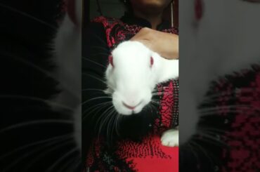 #Cute Rabbit# Rabbit Short#