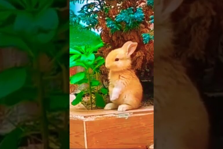 Very Cute Rabbit is Eating Leaves #shorts #tiktok #viral
