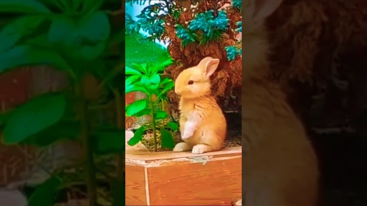 Very Cute Rabbit is Eating Leaves #shorts #tiktok #viral