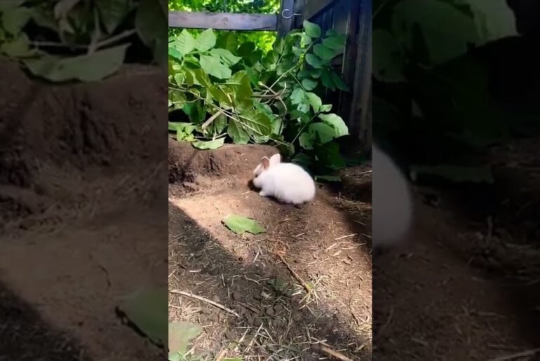 Cute Baby Rabbit In Garden #short #shorts #rabbit #rabbits #bunny #animal #animals #pet #pets #cute