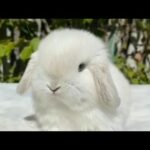 Cute bunny | White cute bunny