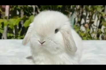 Cute bunny | White cute bunny