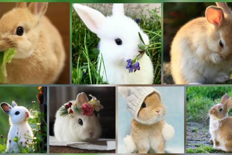 Cute Rabbit Images | Rabbit Dpz|Rabbit Pictures | Whatsapp Dp Images |Bunny Images | O'Tmn Such That