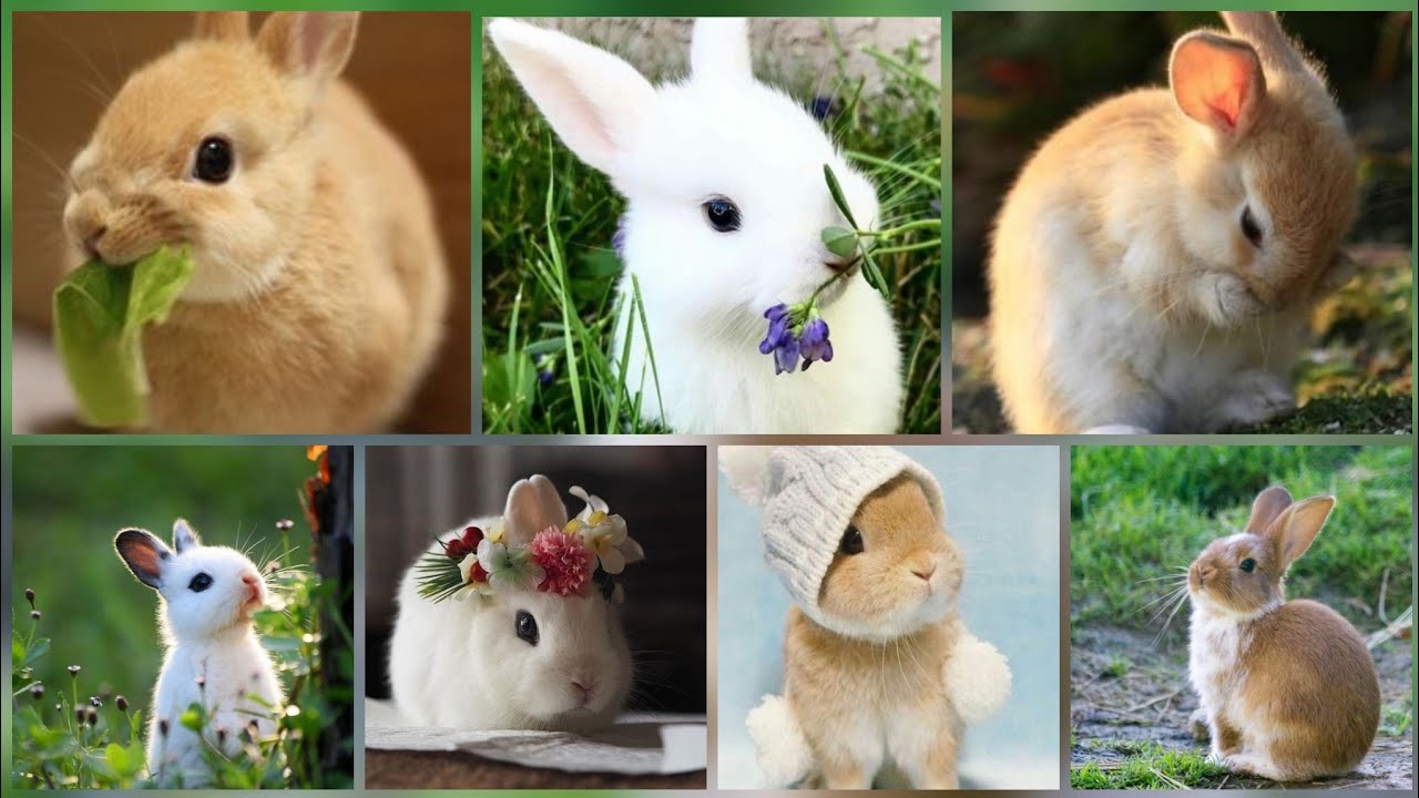 Cute Rabbit Images | Rabbit Dpz|Rabbit Pictures | Whatsapp Dp Images |Bunny Images | O'Tmn Such That