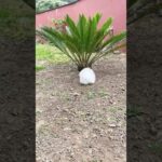It's okay to have bad days too. Funny bunny, cute bunny videos.