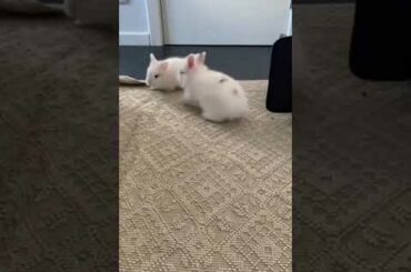 When organizing is life. Cute bunny, happy bunny videos.