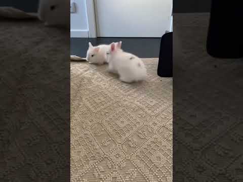 When organizing is life. Cute bunny, happy bunny videos.