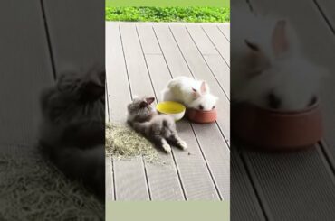 When your vacationdays get approved. Funny bunny, cute bunny videos.