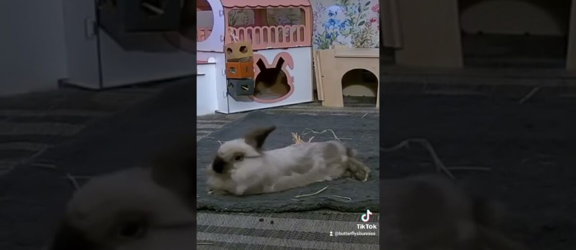 "I'm just trying to take a nap" sleepy cute bunny