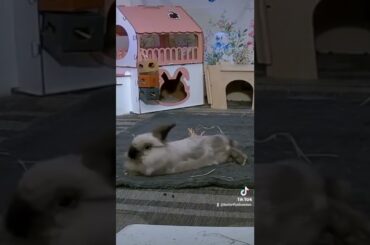 "I'm just trying to take a nap" sleepy cute bunny