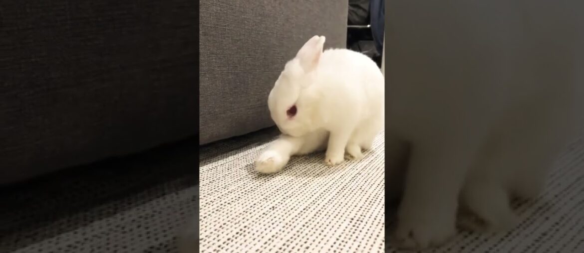 Cute Funny Rabbit Videos #short #shorts #animal #animals #pets #pet #baby #rabbit #bunny #bunnies