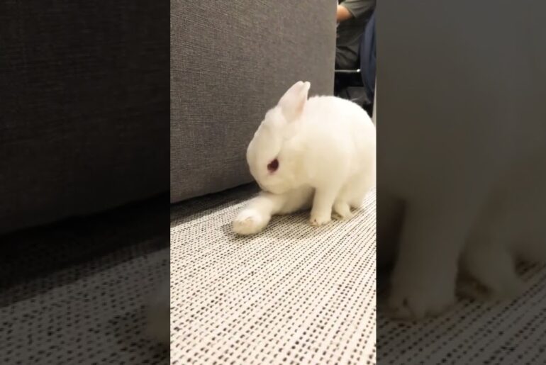 Cute Funny Rabbit Videos #short #shorts #animal #animals #pets #pet #baby #rabbit #bunny #bunnies