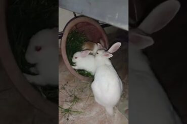 cute bunny #bunny #cutebunny #youtubeshorts