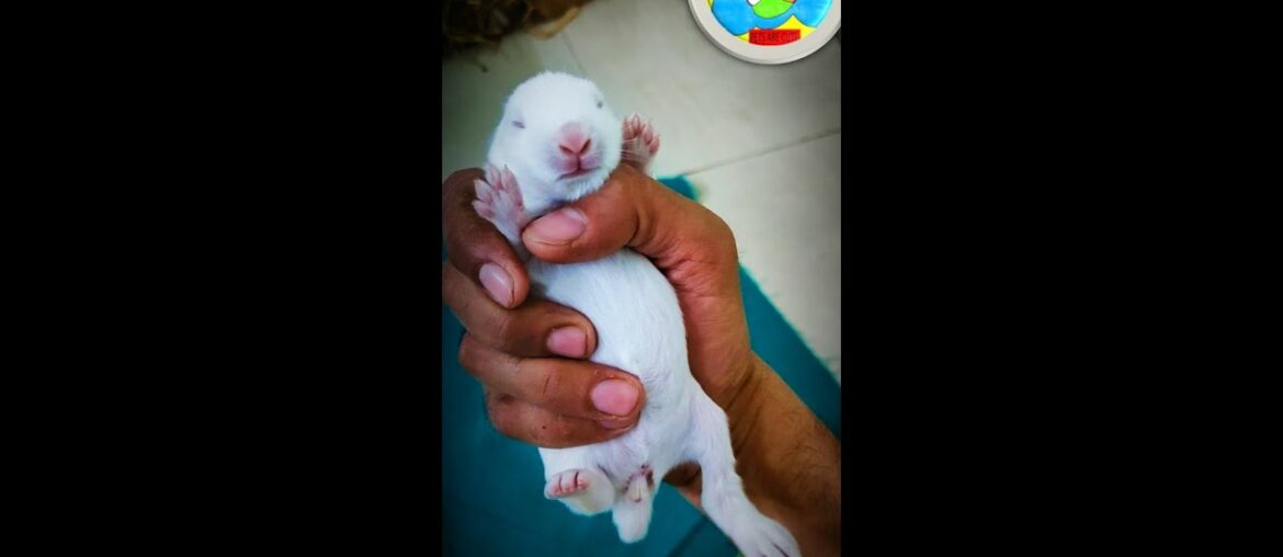 Day 9 of Baby Bunny Growth / Dhumpu's Baby kittem growth / Baby Rabbit / Albino kitten / White Bunny