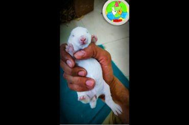 Day 9 of Baby Bunny Growth / Dhumpu's Baby kittem growth / Baby Rabbit / Albino kitten / White Bunny