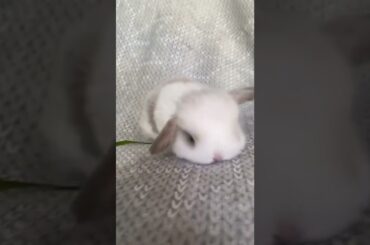cute rabbit