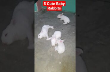 5 Cute Baby Bunny #shorts