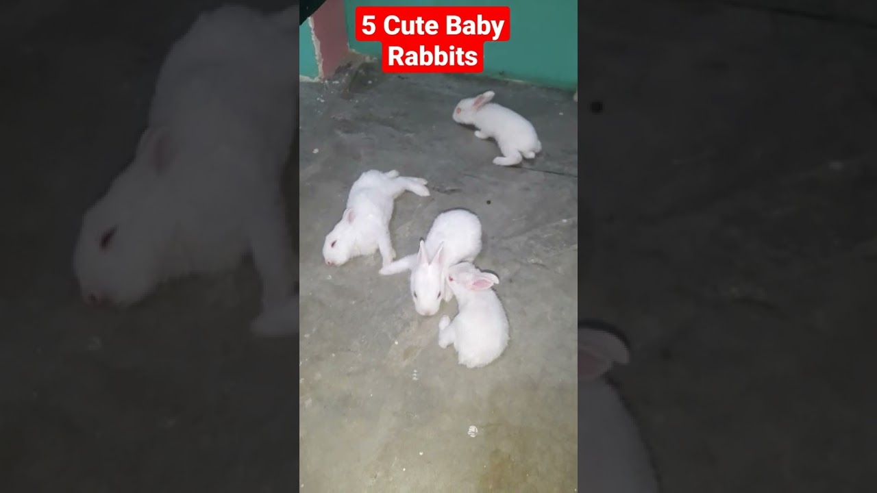 5 Cute Baby Bunny #shorts