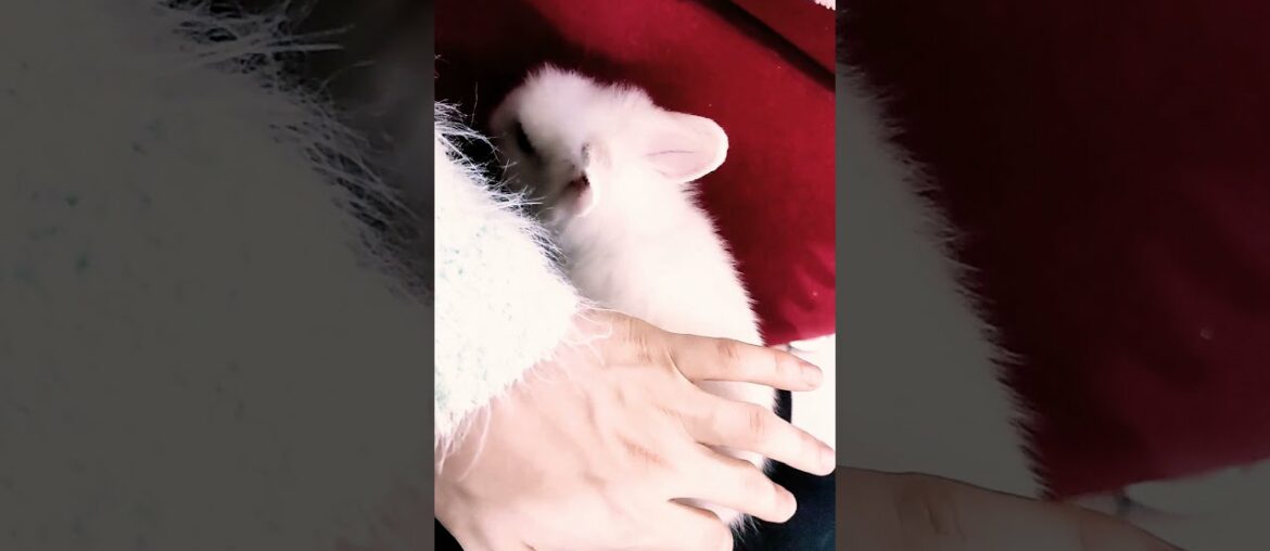 Cute Baby Bunny Cuteness Overload | Rabbit Trust and Bonding Cute Baby Bunny Cuteness Overload | Rabbit Trust and Bonding
