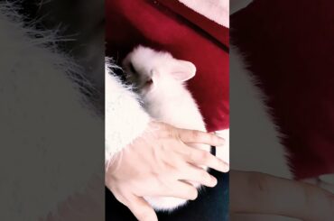 Cute Baby Bunny Cuteness Overload | Rabbit Trust and Bonding