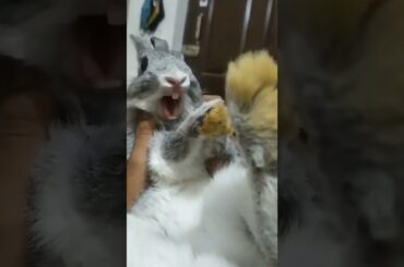 cute rabbit