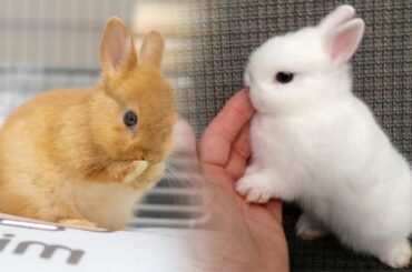 Funny and Cute Baby Bunny Rabbit Videos Compilation