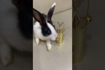 Do rabbits like to play?#bunny#rabbit#baby#cute#beautifulbunny#freeroambunny