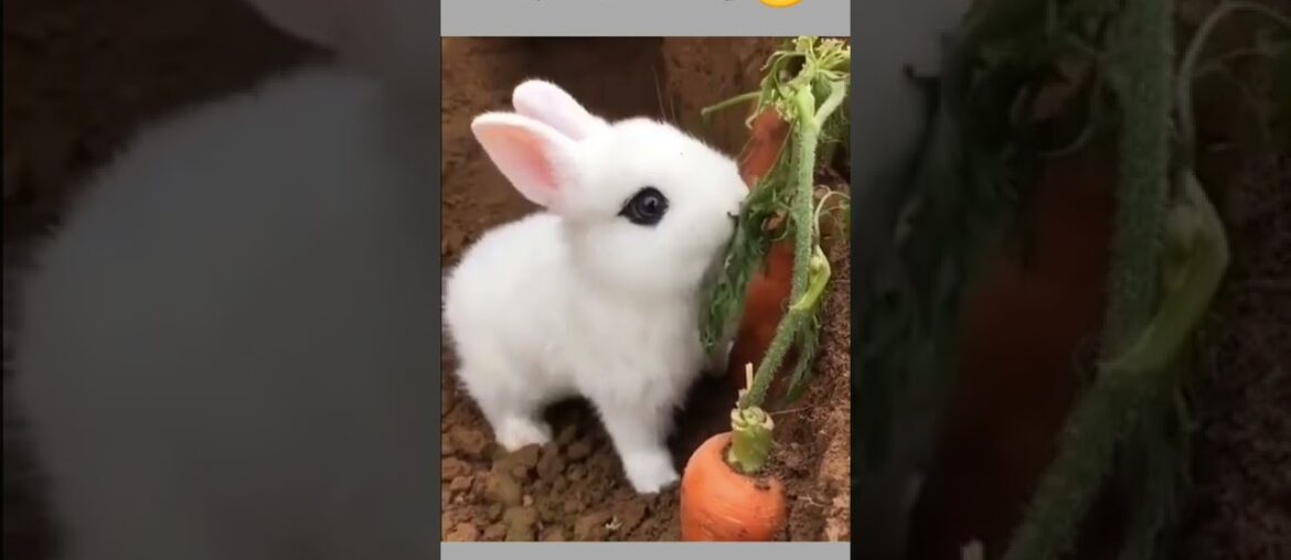 Cute Bunny Eating Carrot #shorts