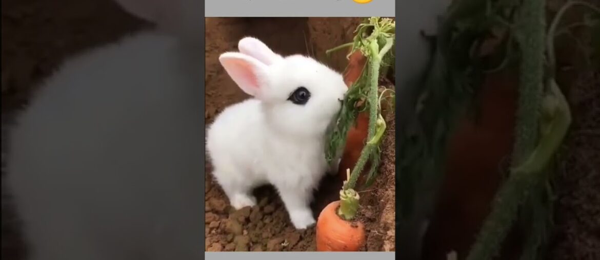 Cute Bunny Eating Carrot #shorts Cute Bunny Eating Carrot #shorts