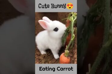Cute Bunny Eating Carrot #shorts