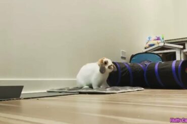 Cute Baby Bunny Playing Hide and Seek