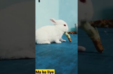 Cute rabbit 1 months