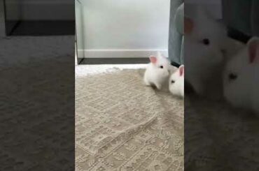 Do what makes you happy! Cute bunny, happy bunny videos.