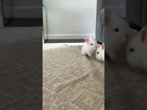 Do what makes you happy! Cute bunny, happy bunny videos.