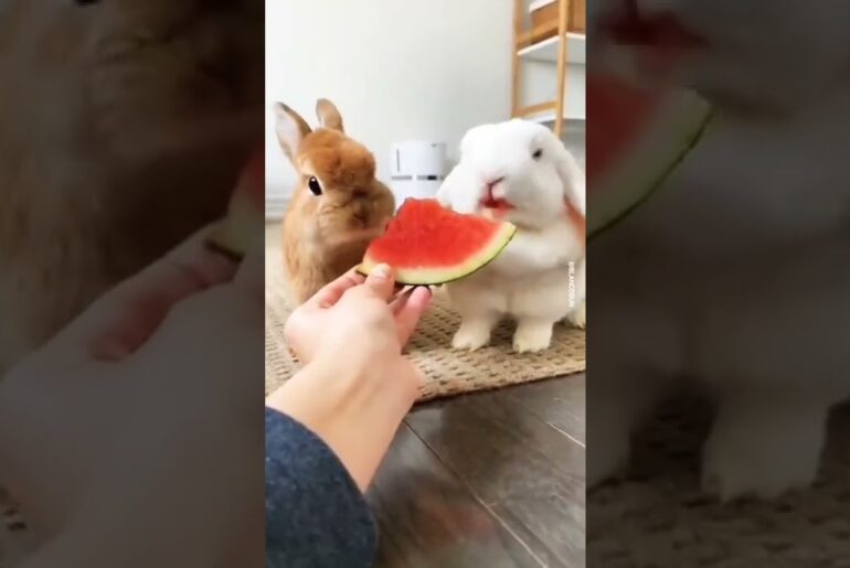 Cute Rabbit eating watermelon #cute #rabbit #funnyrabbittony #viralvideo #shorts