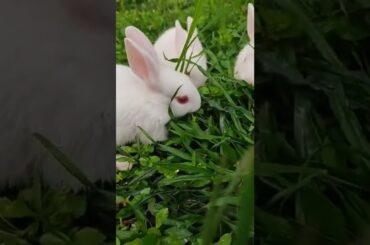 Cute Rabbit | #shorts