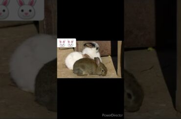 |cute rabbit||rabbit||Animal studio|#rabbit #shorts #short #subscribe