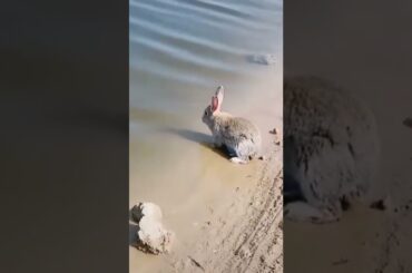 Smart Cute Rabbit