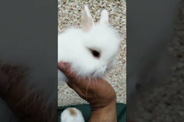 BEAUTIFULLY? SO ADORABLE BABY BUNNY
