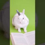 Cute bunny with eye glasses #shorts #funny #animals