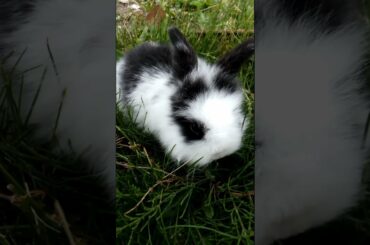 AWESOME CUTE BUNNY SO ADORABLE BABY RABBIT