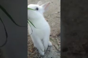 Cute bunny ##shorts