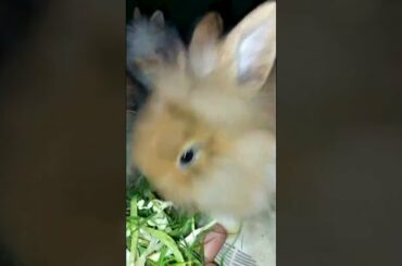 CUTE BUNNY FEEDING FROM HAND