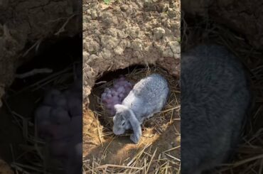 #cute #rabbit #tiktok  #shorts