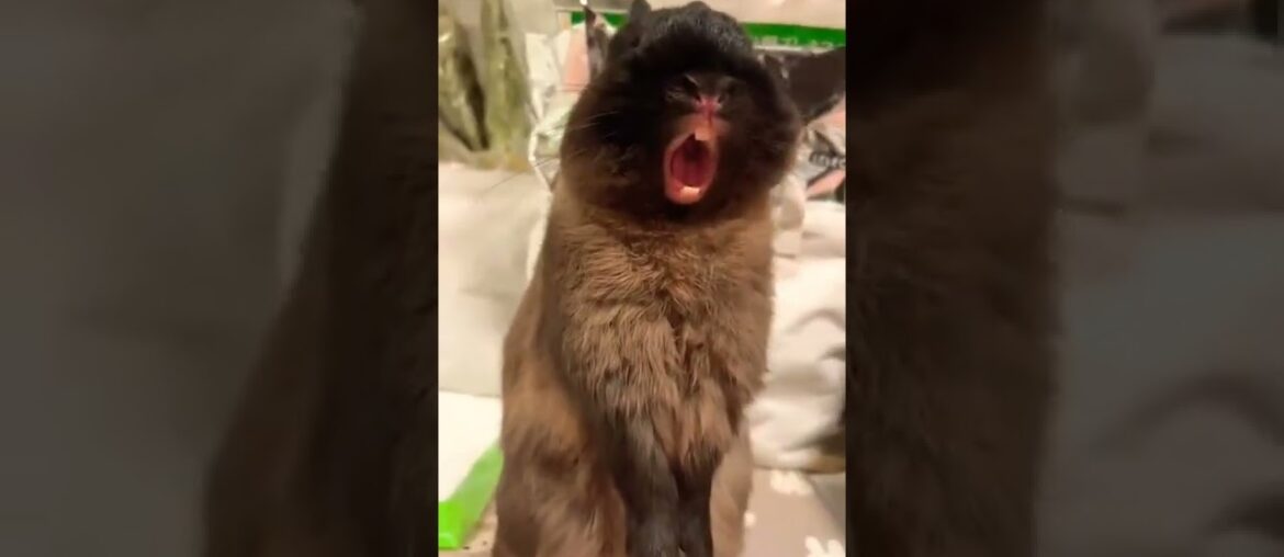 Cute Rabbit Funny Short Video #short #shorts #rabbit #bunny #animal #animals #pet #pets #baby #cute Cute Rabbit Funny Short Video #short #shorts #rabbit #bunny #animal #animals #pet #pets #baby #cute