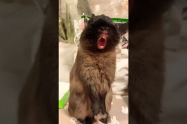 Cute Rabbit Funny Short Video #short #shorts #rabbit #bunny #animal #animals #pet #pets #baby #cute