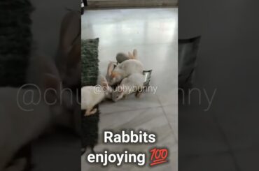 Cute #rabbit #bunny #shorts #vlog #baby video #chubby #bunny #shortvideo