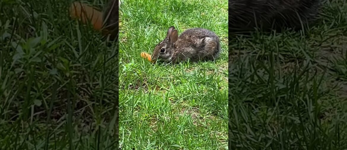 Cute wild baby rabbit is eating carrot #shorts