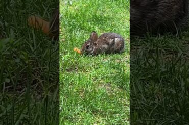 Cute wild baby rabbit is eating carrot #shorts