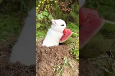 Cute Rabbit